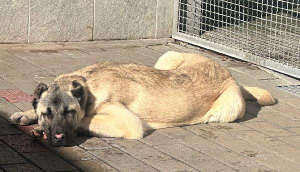 ATHENA KANGAL Foto 7